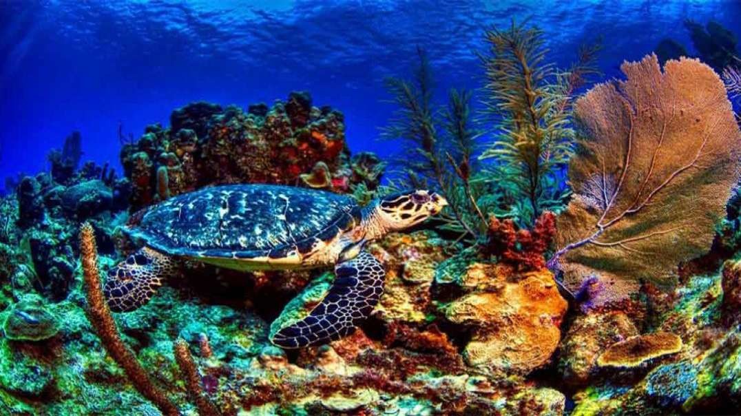 سفر به اعماق اقیانوس همراه لاکپشت‌ها