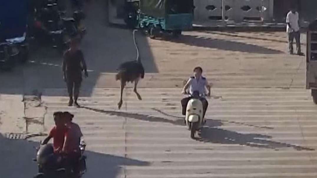شترمرغ فراری در خیابان های چین