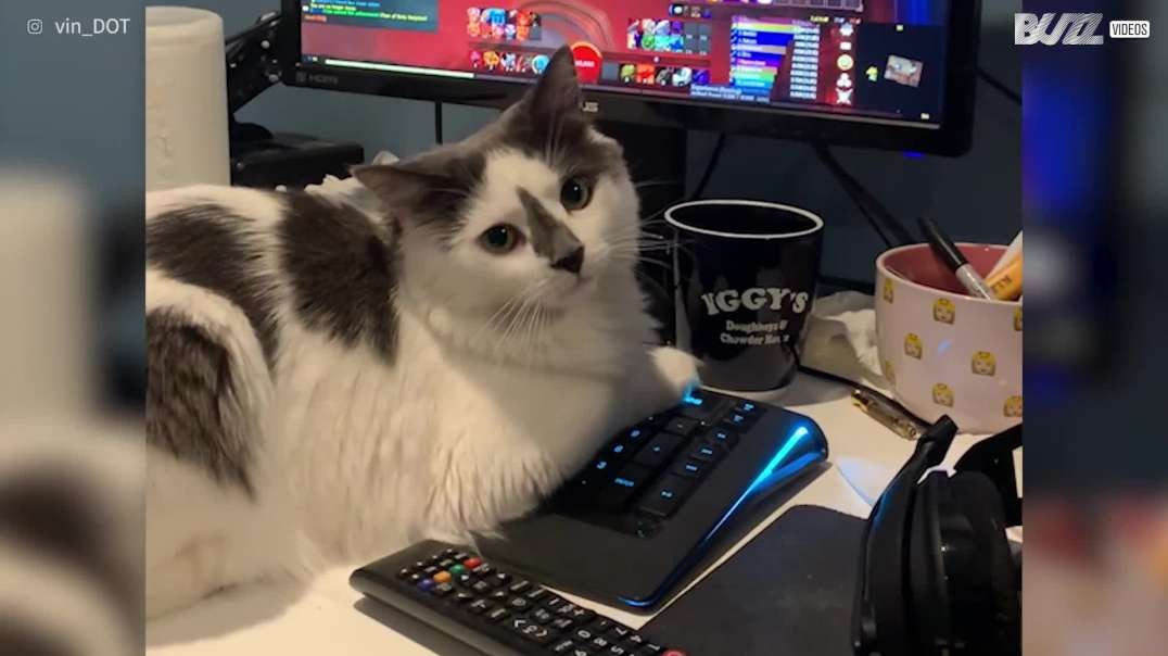 گربه بازی رایانه ای را قطع می کند