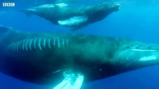 مبارزه نهنگ کوهان دار مادر با نهنگ نر