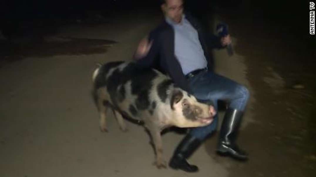 دنبال کردن گزارشگر در برنامه زنده توسط یک خوک چاق