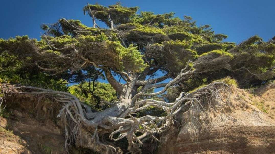 10 درخت شگفت انگیزترین جهان!