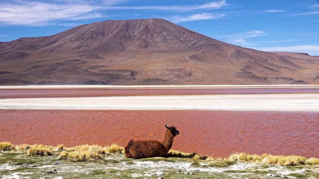 بولیوی آلتیپلانو و سالار دو یونی